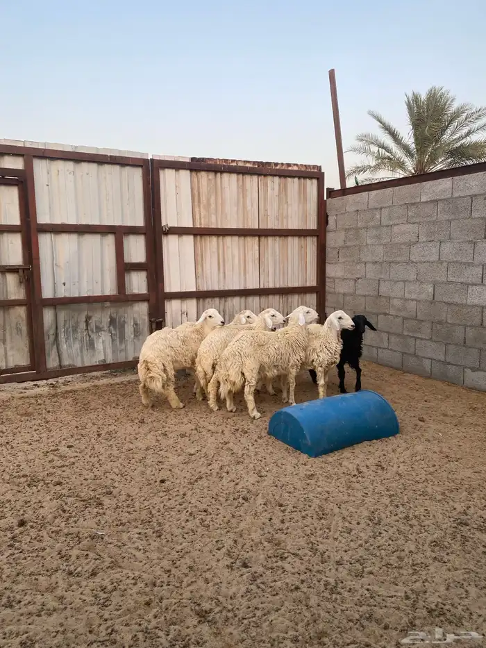 ذبايح حريات 2
