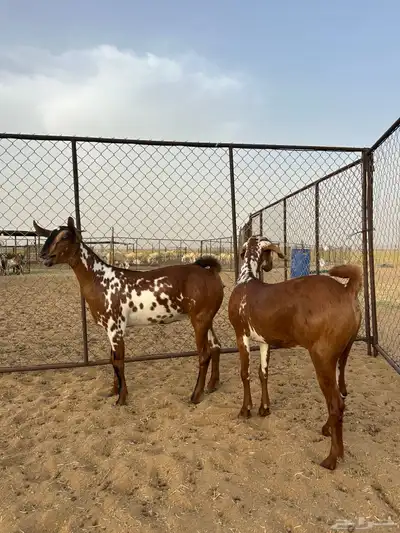 جفار دهم (تم البيع ) 1
