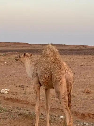 قعود كفو للبيع 4