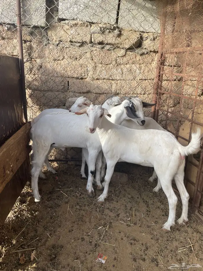 ذبايح   .. تم البيع 1