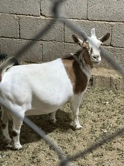 للبيع غنم قزمية صنف 4