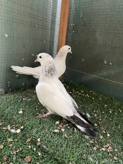 للبيع طبات الام وحشيه والاب قولدن 3