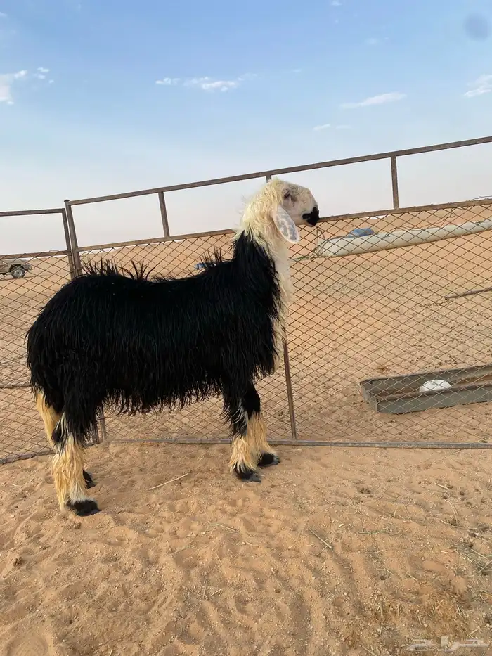 فحل نجدي جذع مشروط النسف 0