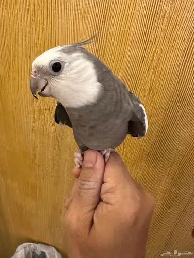 ذكر كروان هولندي 4