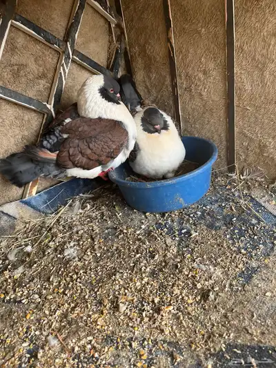 جوز كنق تم البيع 0