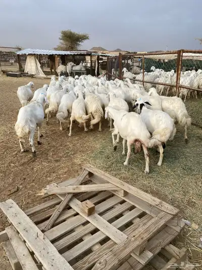 غنم مراح واحد شرط 4