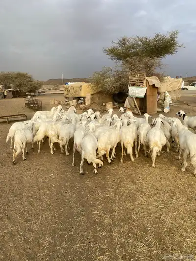 غنم مراح واحد شرط 5