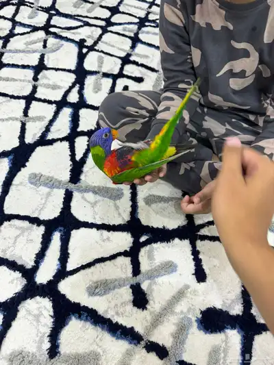 لوري اليف وعدد ومتكلم 5