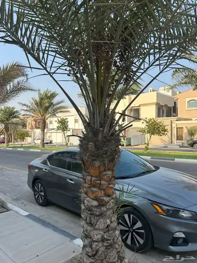 نخل خلاص وشيشي 1