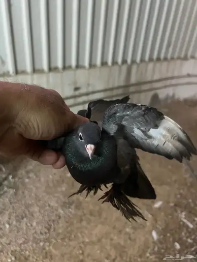 جوز صنعاوي حجم صغير مسرور لون اسود تحتى بيض صوت جميل 1