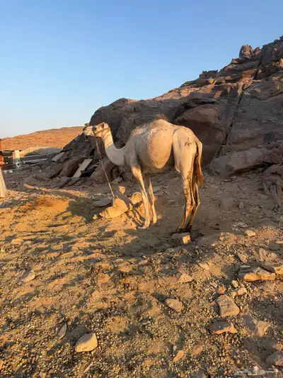 رحول للبيع طابع على الشرط 0
