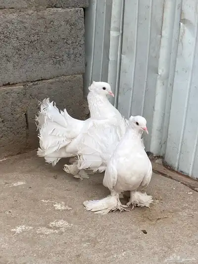 زوج رقاص هندي 0