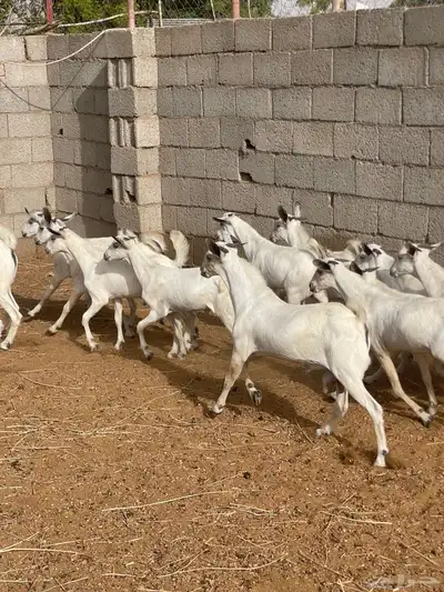 تيوس بيشية جبره وصحتها ممتازة للبيع من حلالي 2