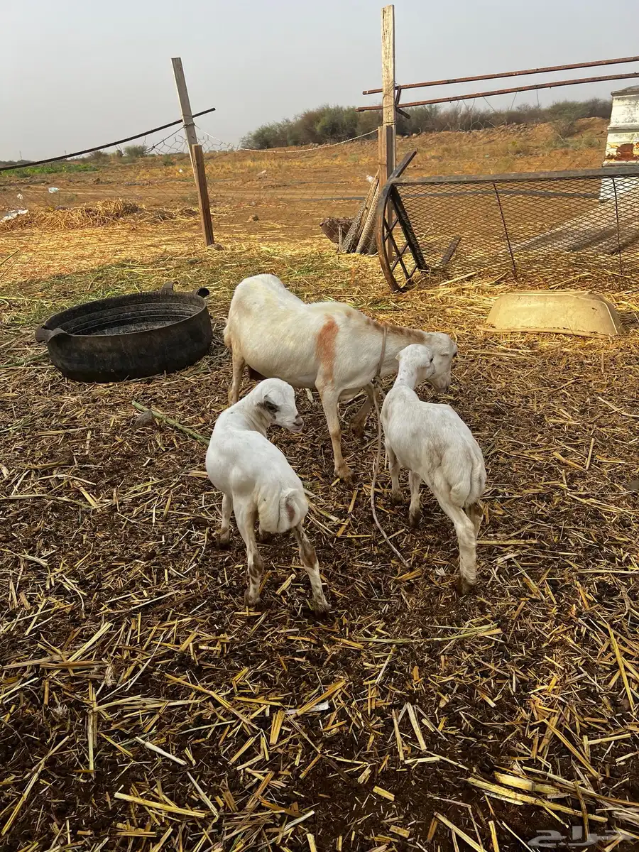 نعجه منتوج بتوم رخيل index