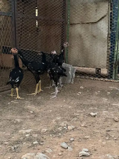 دجاج فارسي 0