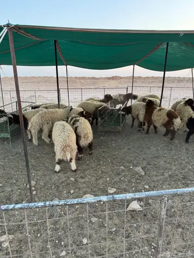 طليان نعيم مغلقه شحم 5