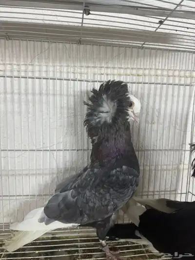 زوج بالجيكي 5