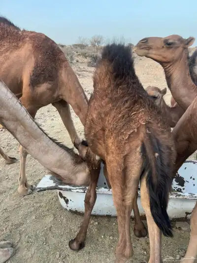 قعود على الحليب 2