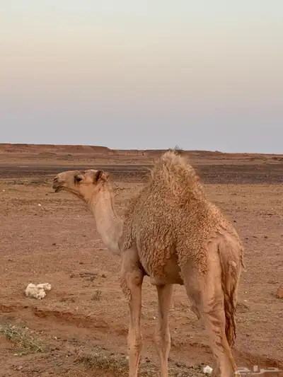قعود كفو للبيع 0