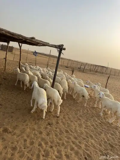 بهم تربيه 0