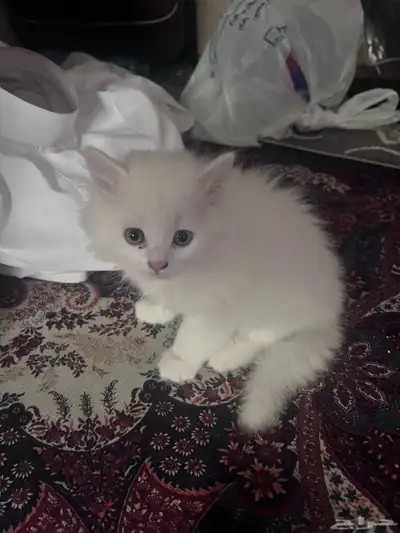 قطة شيرازيه مع اولادها 1