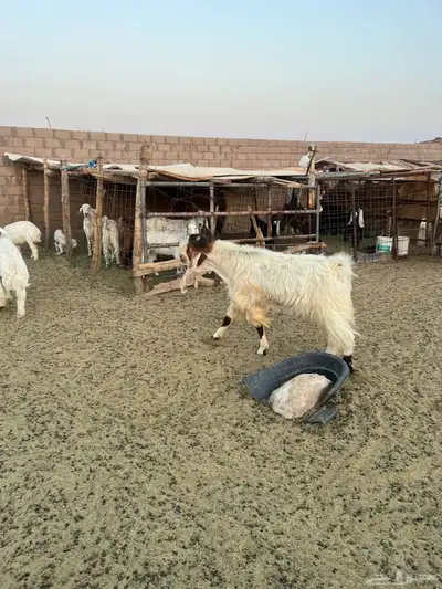 تيس فحل مشروك 3