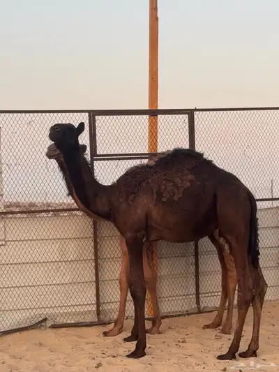 للبيع قعود مجهم للتواصل 0