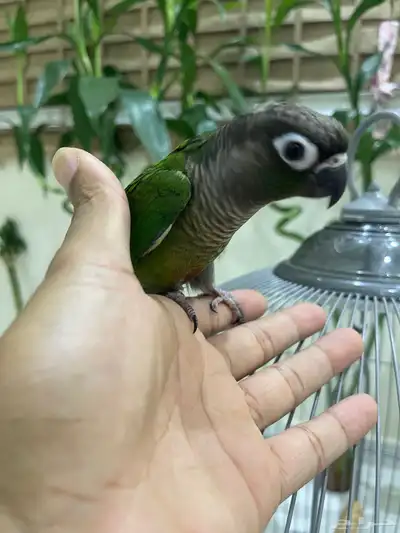 كنيور اليف جدا  جدا 1