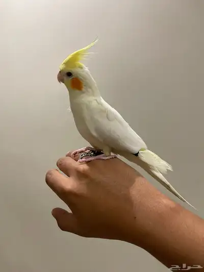 ببغاء كوكتيل والعمر صغير ما كمل السنه سليم شرط 1