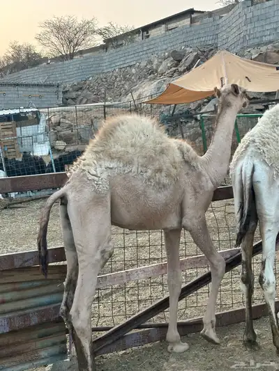 قعود للبيع 0