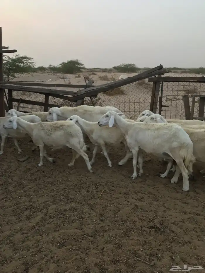 ضان دفع شرط تم البيع 1