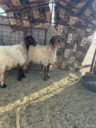 للبيع ثنوات 5