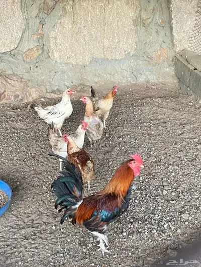 دجاج بلدي 2