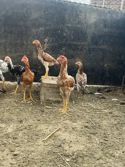 دجاج مهجن للبيع 3
