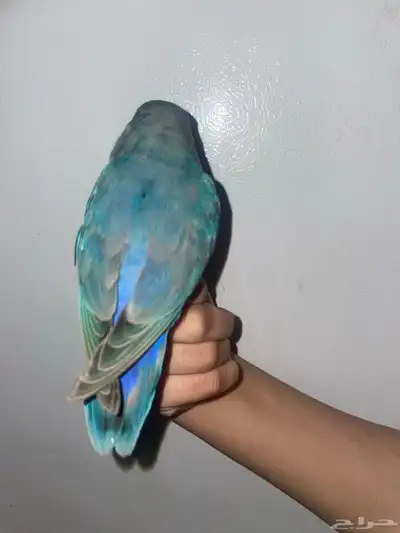 ماشاءالله تبارك الله طير روز 2