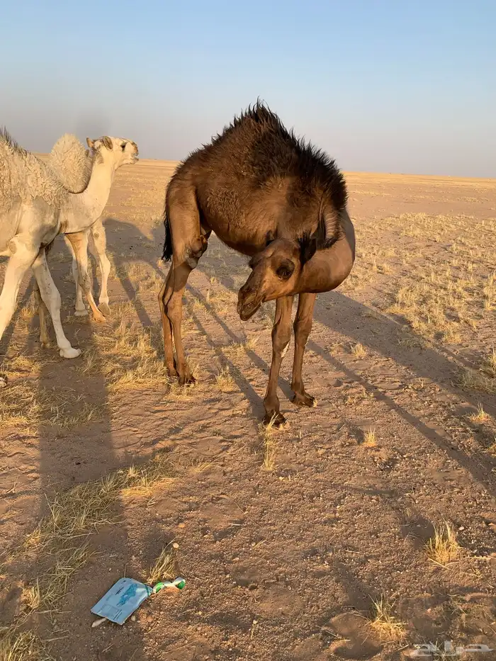 قعود طيب 2