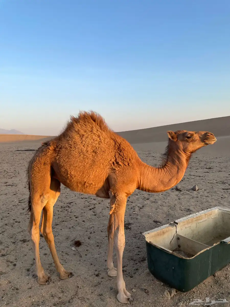 ناقه خلفه index