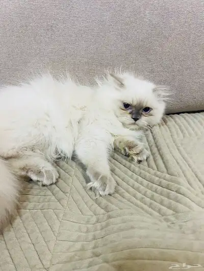قطه للبيع عمرها 3 شهور ونص 3