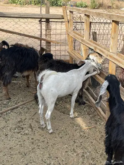 جفره بيشيه حبص 4