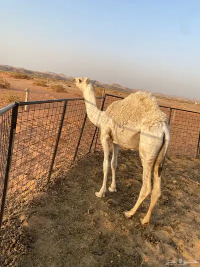 للبيع بكره العمر 7شهور 4