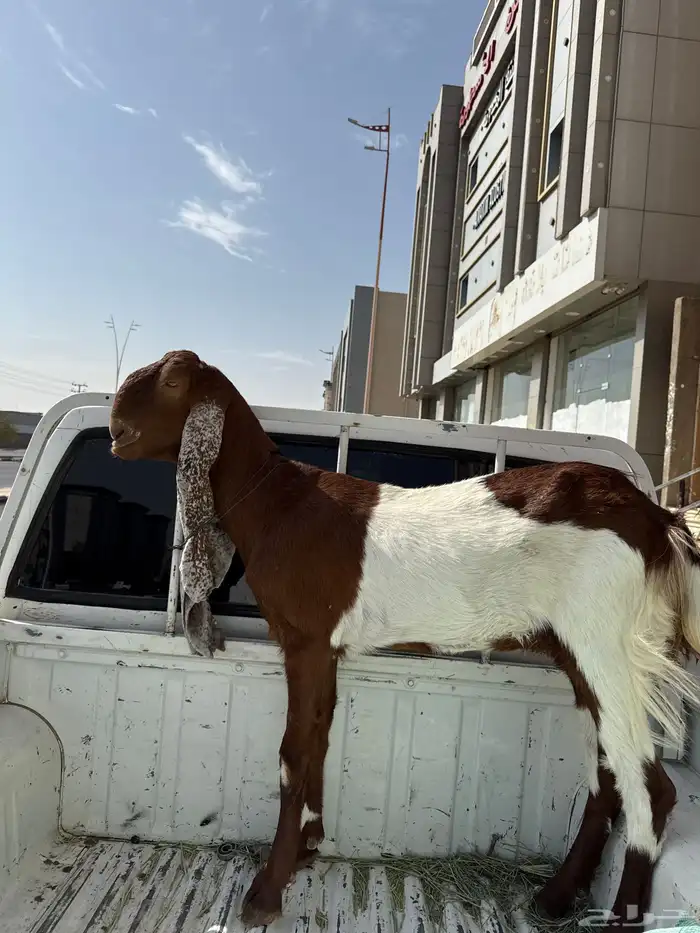 سلام عليكم للبيع جمده هولنديه ثنية 0