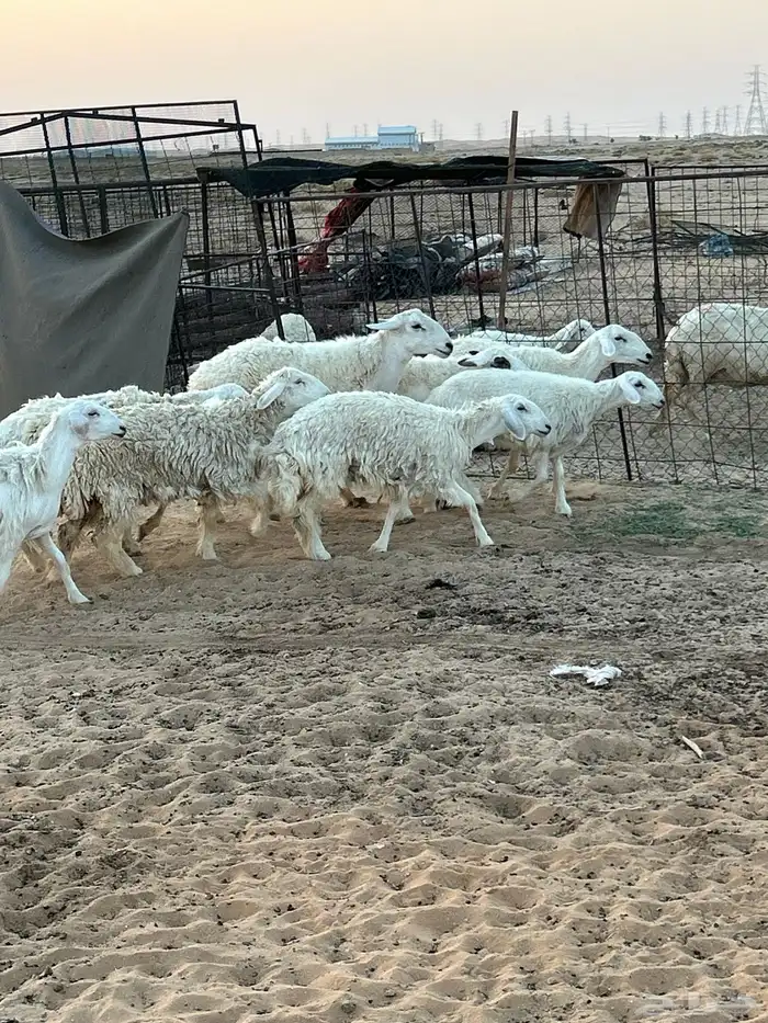 غنم حريات للبيع 3