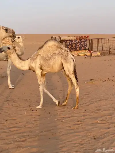 حشو برية فاخرة   حاشي 0