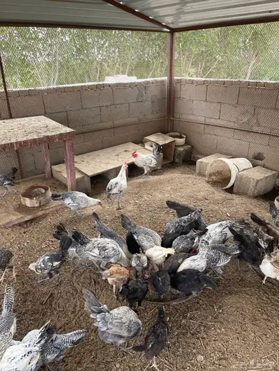 دجاج منوع بأسعار مناسبة 7