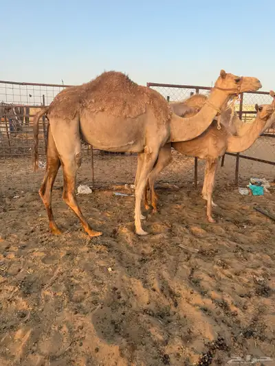 رحول خلفه ثنيه طابع شرط 0
