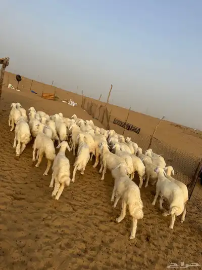 بهم تربيه 2