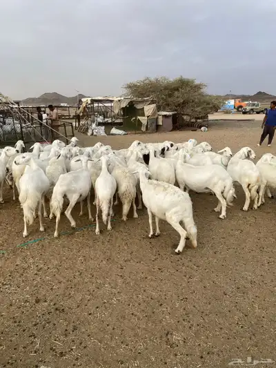غنم مراح واحد شرط 2