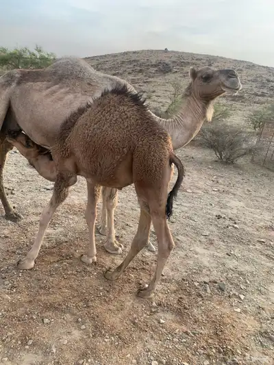 قعود للبيع بالربع 2