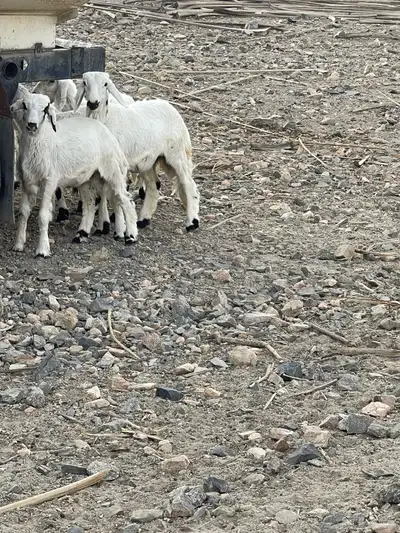 2 طليان و 2 رخال شي بري ونظيف 0