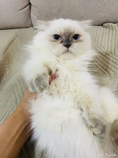 قطه للبيع عمرها 3 شهور ونص 0